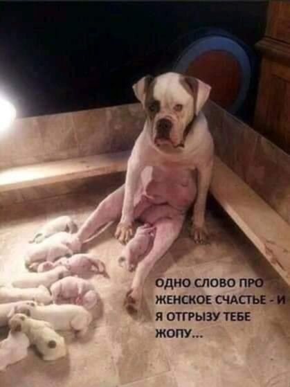 ОД СЛОВО П ЖЕНСКОЕ СЧАСТЬЕ я отгрызу ТЕБЕ жопу