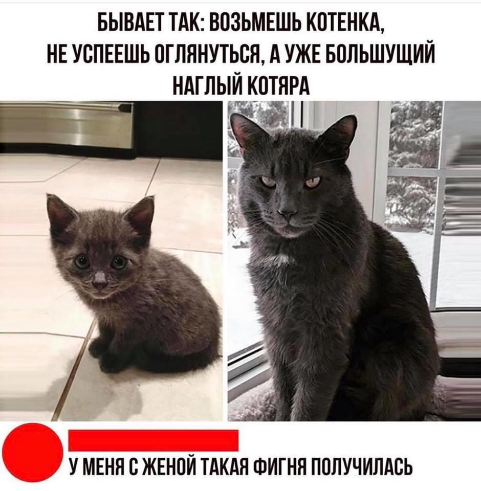 БЫВАЕТ ТАК ВОЗЬМЕШЬ КПТЕНКА НЕ УВПЕЕШЬ ПГЛЯНУТЬБЯ А УЖЕ БПЛЬШУЩИЙ НАГЛЫЙ КОТЯРА У МЕНЯ СЖЕНПЙ ТАКАЯ ФИГНЯ ППЛУЧИЛАСЬ