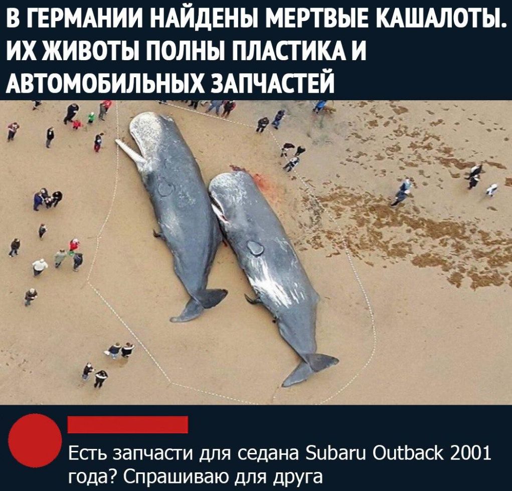 В ГЕРМАНИИ НАЙДЕНЫ МЕРТВЫЕ КАШАЛОТЫ ИХ ЖИВОТЫ ПОЛНЫ ПЛАСТИКА И АВТОМОБИЛЬНЫХ ЗАПЧАСТЕИ Есть запчасти для седана Зигзаги ОигЬасК 2001 года Спрашиваю для дРУга