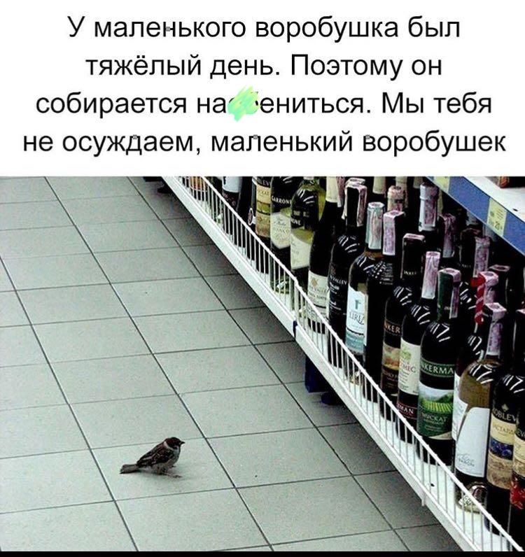 У маленького воробушка был тяжёлый день Поэтому он собирается на ениться Мы тебя не осуждаем маленький воробушек
