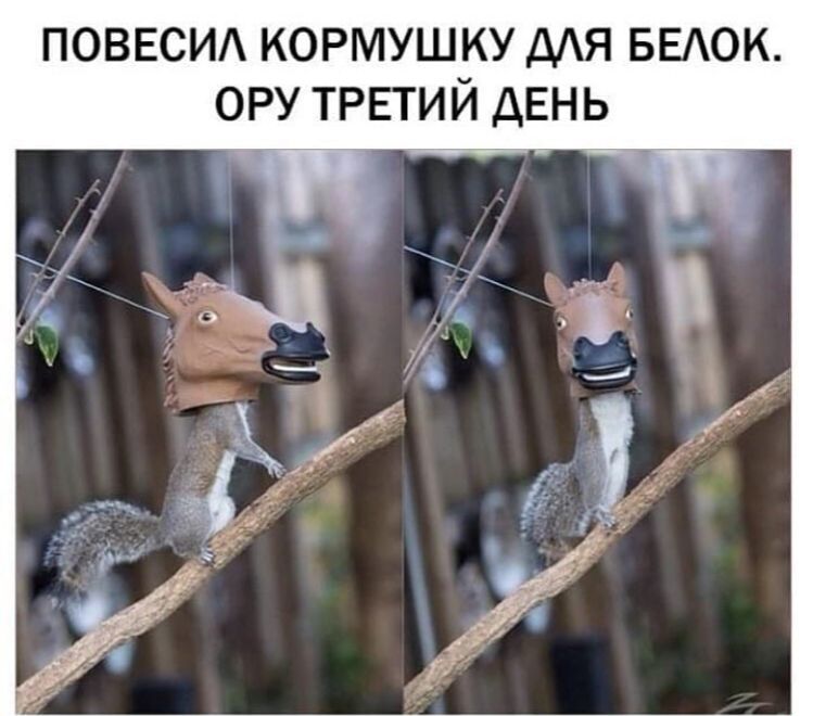 ПОВЕСИА кормушку дАя БЕАОК ору ТРЕТИЙ день