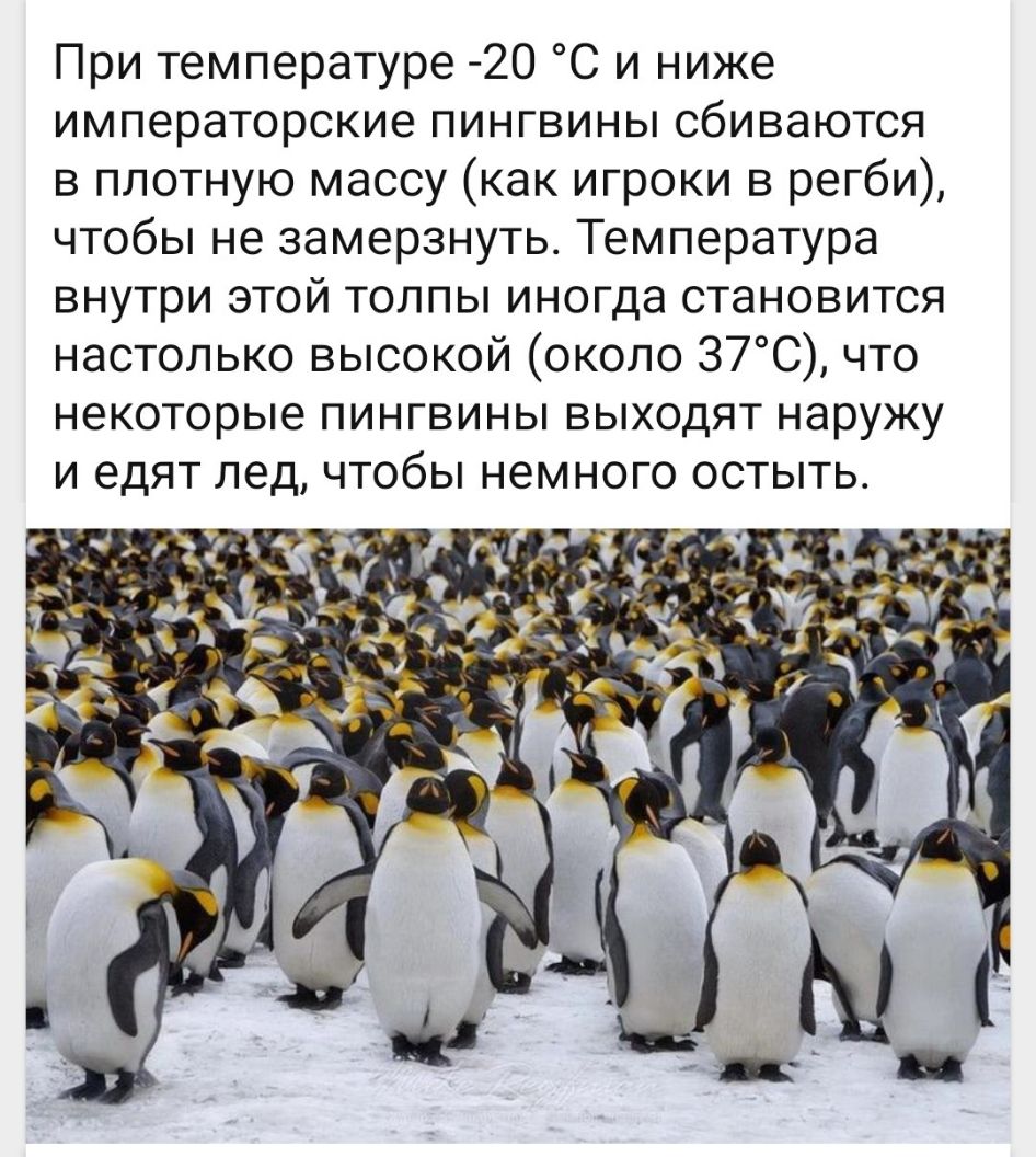 При температуре 20 С и ниже императорские пингвины сбиваются в плотную массу как игроки в регби чтобы не замерзнуть Температура внутри этой толпы иногда становится настолько высокой около 37С что некоторые пингвины выходят наружу и едят лед чтобы немного остыть