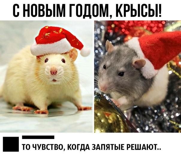 С НОВЫМ ГПДОМ КРЫСЫ ТО ЧУВСТВО КОГДА ЗАПЯТЫЕ РЕШАЮТ