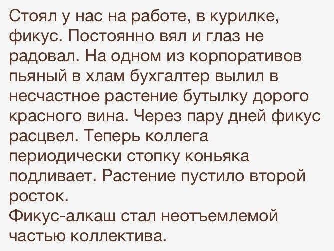 Стоял у нас на работе в курилке фикус Постоянно вял и глаз не радовал На одном из корпоративов пьяный в хлам бухгалтер вылил в несчастное растение бутылку дорого красного вина Через пару дней фикус расцвел Теперь коллега периодически стопку коньяка подливает Растение пустило второй росток Фикус алкаш стал неотъемлемой частью коллектива