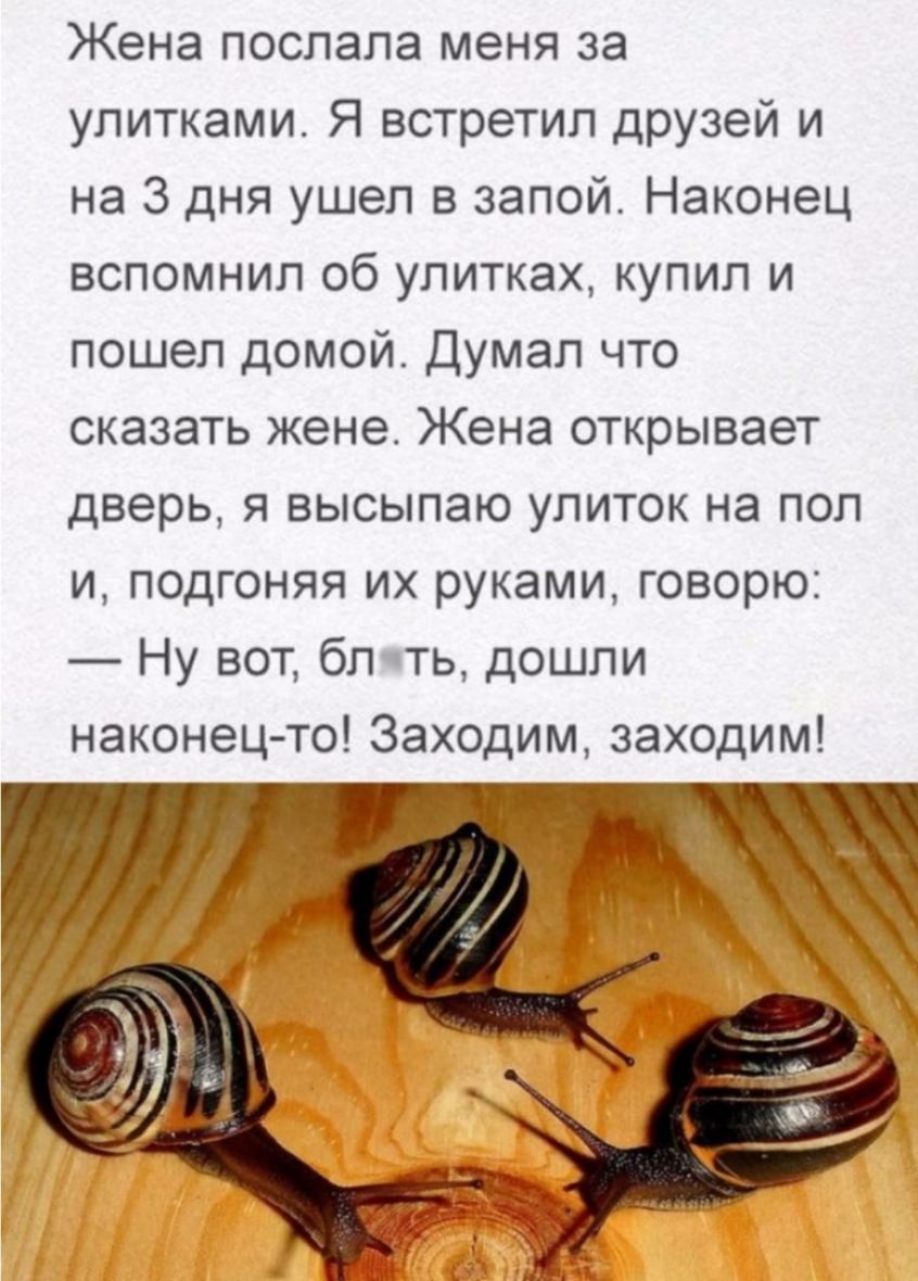 Жена послала меня за улитками Я встретил друзей и на 3 дня ушел в запой Наконец вспомнил об улитках купил и пошел домой Думал что сказать жене Жена открывает дверь я высылаю улиток на пол и подгоняя их руками говорю Ну вот бЛчть дошли наконец то Заходим заходим