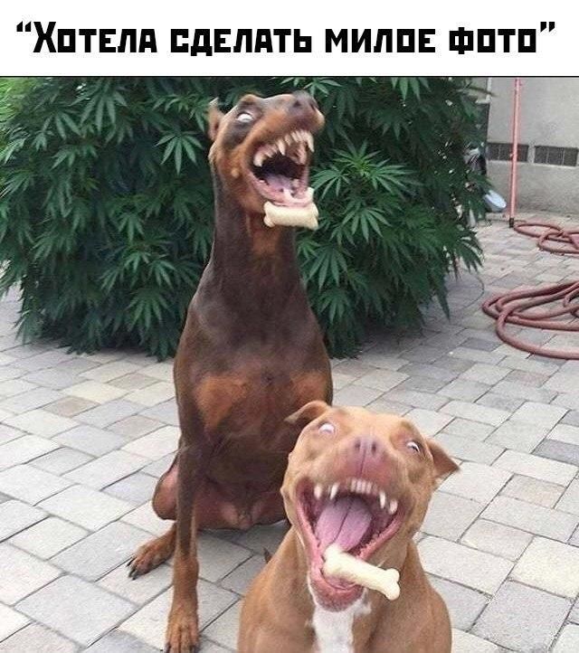 Хптвлд дЕлдть милш шптп