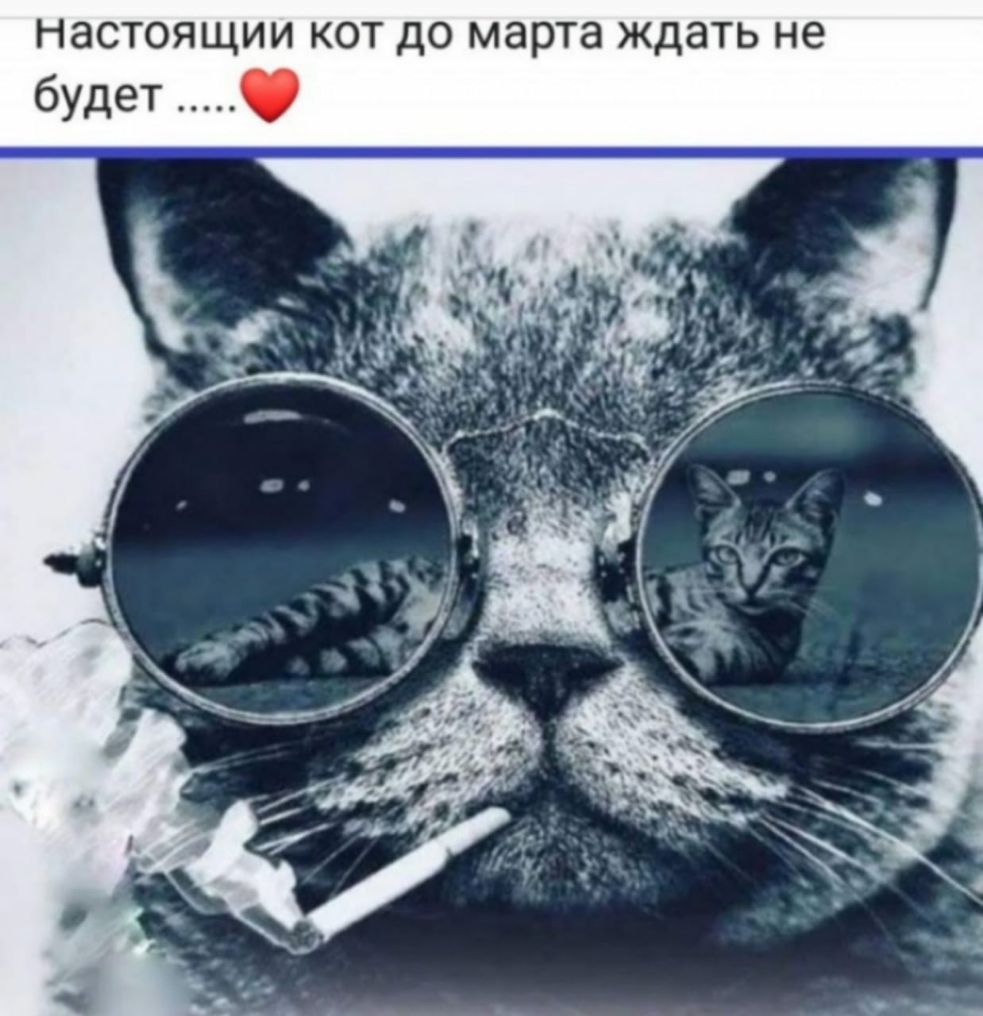 настоящим кот до марта ждать не будет