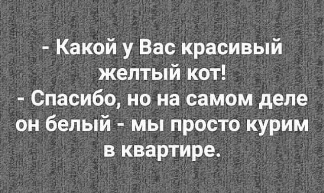 Какой у Вас красивый желтый кот Спасибо но на самом деле он белый мы просто курим в квартире