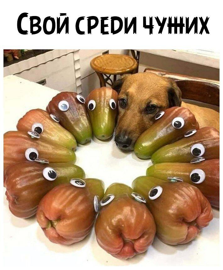 СВОЙ СРЕОИ ЧУЖИХ