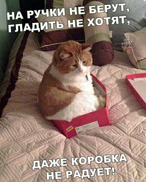 НА И КИТНЕ БЕРУТ гЛАдЙЁНЕ ё