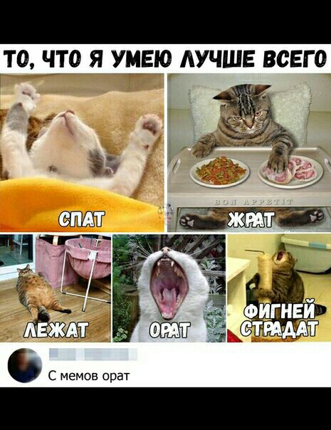 ТО ЧТО Я УМЕЮ АУЧШЕ ВСЕГО С мемов орат
