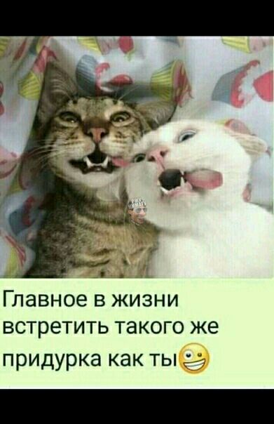 Главное в жизни встретить такого же придурка как ты у