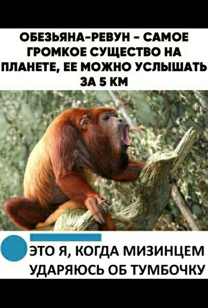 ОБЕЗЬЯНА РЕВУН САМОЕ ГРОМКОЕ СУЩЕСТВО НА ПЛАНЕТЕ ЕЕ МОЖНО УСЛЫШАТЬ ЭТО Я КОГДА МИЗИНЦЕМ УДАРЯЮСЬ ОБ ТУМБОЧКУ