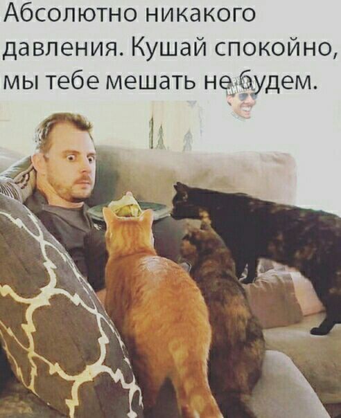 Абсолютно никакого давления Кушай спокойно мы тебе мешать на ёудем