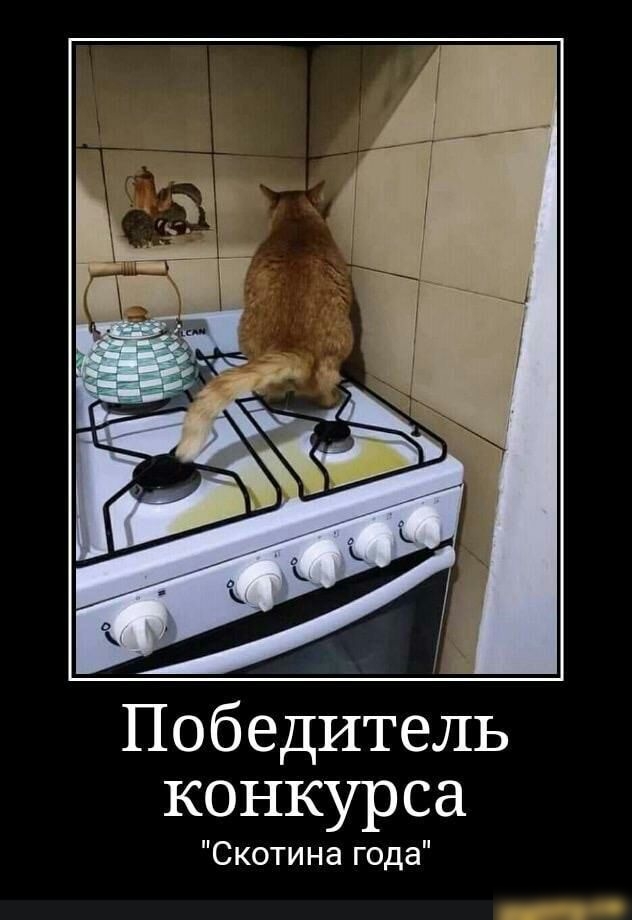 Победитель конкурса Скотина года