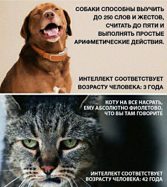 совдки спосовны выучить до 250 слов и жестов считАть до пяти и выполнять простые АРИФМЕТИЧЕСКИЕ действия ИНТЕЛЛЕКТ СООТВЕТСТБУЕТ ВОЗРАСТУ ЧЕЛОВЕКА ГОДА 1 КОТУ НА ВСЕ НАСРАТЪд ЕМУ АБСОЛЮТНО ФИОЛЕТОЩ ЧТО ВЫ ТАМ ГОВОРИТЕ