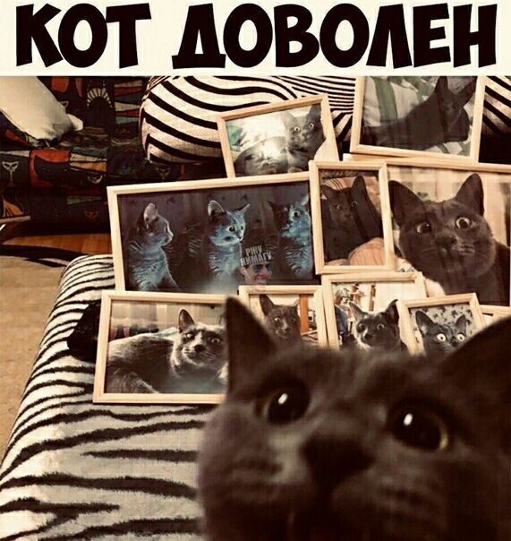 котдовопвн