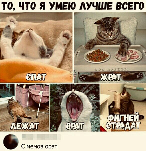 С мемов орат