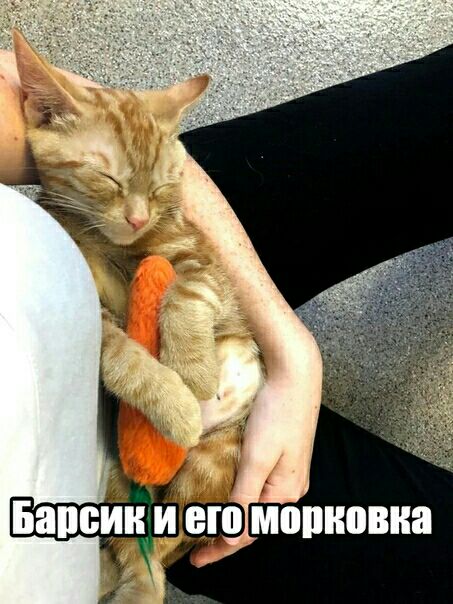 1 з Барсик И ЕЮ МПШЮВКЗ