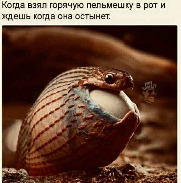 Когда взял горячую пельмешку в рот и ждешь когда она остынет