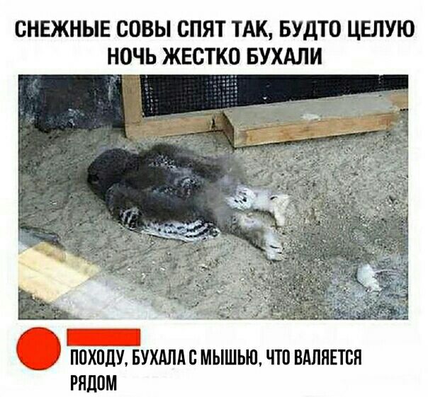 ОНЕЖНЫЕ СОВЫ СПЯТ ТАК БУДТО ЦЕЛУЮ НОЧЬ ЖЕСТКО БУХАЛИ ППХПЦУ БУХАЛА В МЫШЬЮ ЧТО ВАЛПЕТСЯ рядом