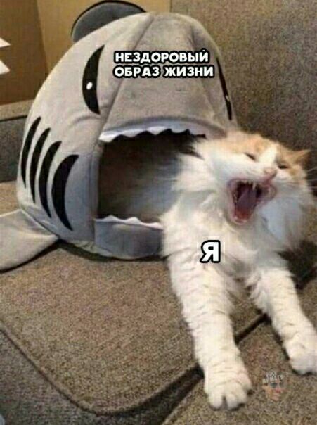 надого