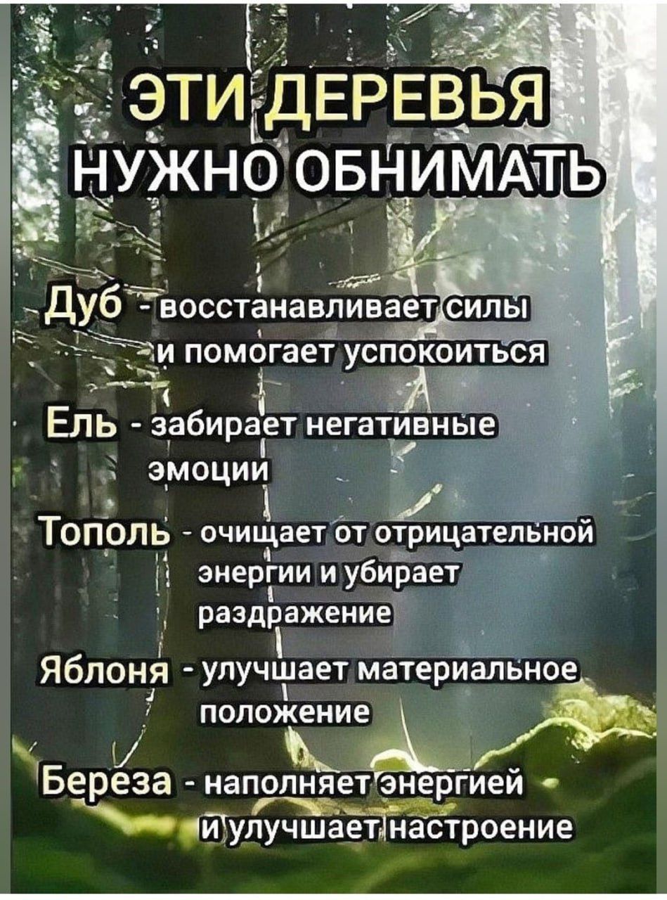 абирает негативные эмоции ш ТОПОЛЬ очищает оТ отрицатеп Й змергии и убирает Р раздражениеГ Яблоня улучшает материальное г е т ПОПОИЁИЕ Береза Наполняет знергиеи ч Ёулучшае_тінастроение