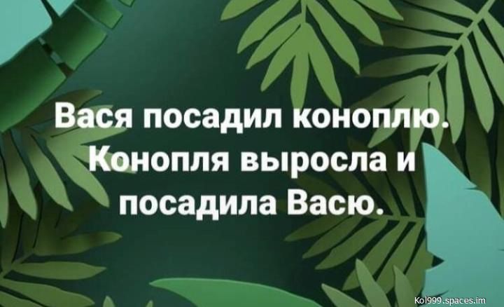 й Вася посадил коноплю Конопля выросла и посадила Васю