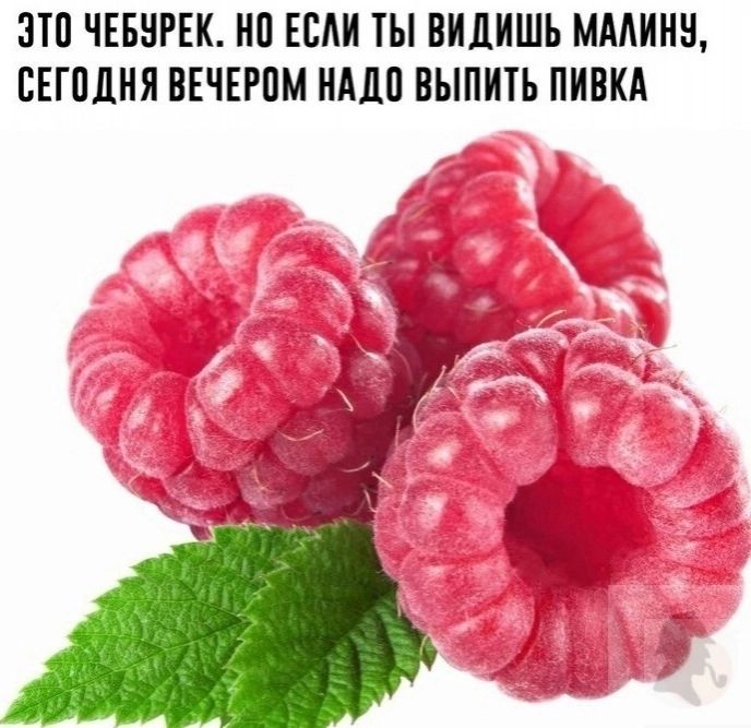 ЭТО ЧЕБУРЕК НО ЕСЛИ ТЫ ВИДИШЬ МАЛИНУ СЕГОДНЯ ВЕЧЕРОМ НАДО ВЫПИТЬ ПИВКА