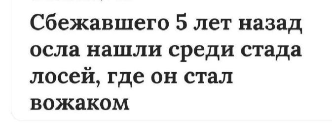 Сбежавшего 5 лет назад осла нашли среди стада лосей где он стал вожаком