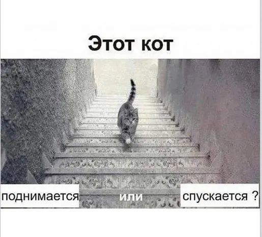 Этот кот