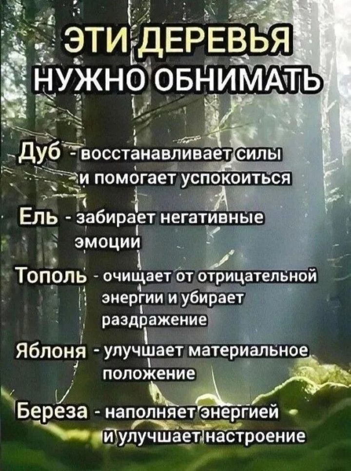 ЭТИ ДЕРЕВЬЯ ч Ц _Дуб восстанавливаетсиль 177 О зи помогает успокоиться К В Ель збираіетнегативные ЭэмоцИИ Ы ТОПОЛЬ очищает от отрицатепьнои й зиергии и убирает й й раэдракениет Ябпоня улучшает материальное попожение Береза наполняет знергиеи _улучшаед настроение