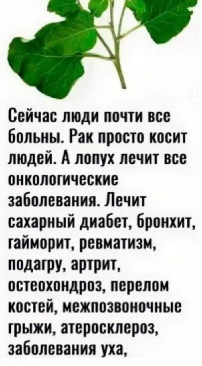 Сейчас люди почти все больны Рак просто косит людей А лопух лечит все онкологические заболевания Лечит сахарный диабет бронхит гайморит ревматизм подагру артрит остеохондроз перелом костей межпозвоночные грыжи атеросклероз заболевания уха