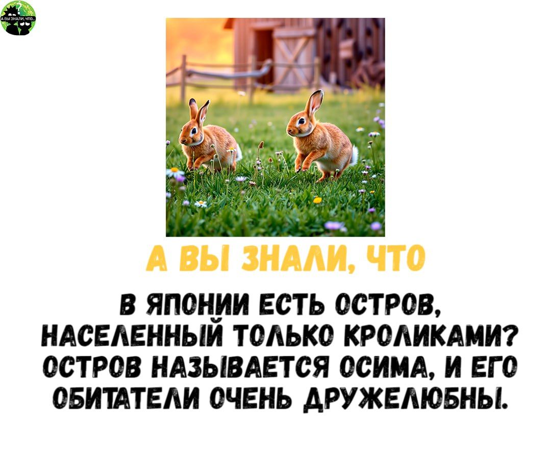 В ЯПОНИИ ЕСТЬ ОСТРОВ НАСЕЛЕННЫЙ ТОЛЬКО КРОЛИКАМИ ОСТРОВ НАЗЫВАЕТСЯ ОСИМА И ЕГО ОБИТАТЕЛИ ОЧЕНЬ ДРУЖЕЛЮБНЫ