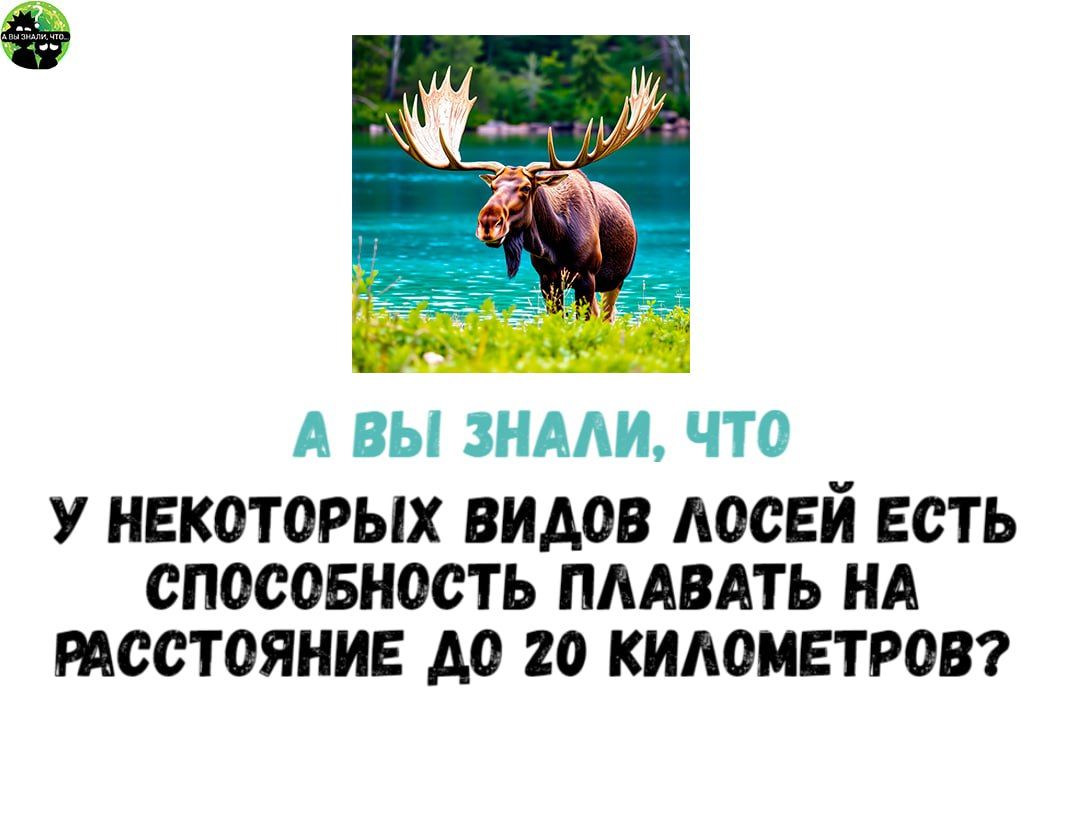 А ВЫ ЗНАЛИ ЧТО У НЕКОТОРЫХ ВИДОВ ЛОСЕЙ ЕСТЬ СПОСОБНОСТЬ ПЛАВАТЬ НА РАССТОЯНИЕ ДО 20 КИЛОМЕТРОВ