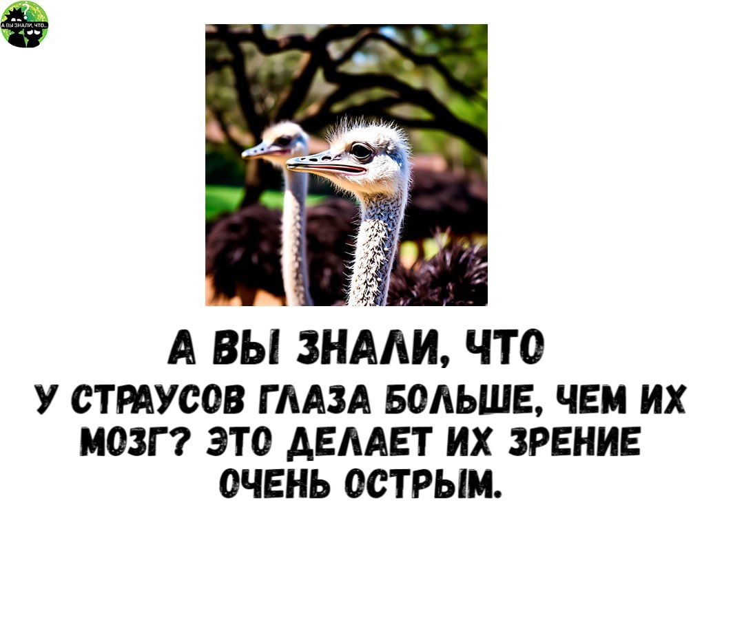 А ВЫ ЗНАЛИ ЧТО У СТРАУСОВ ГЛАЗА БОЛЬШЕ ЧЕМ ИХ МоЗГ ЭТО ДЕЛАЕТ ИХ ЗРЕНИЕ ОЧЕНЬ ОСТРЫМ