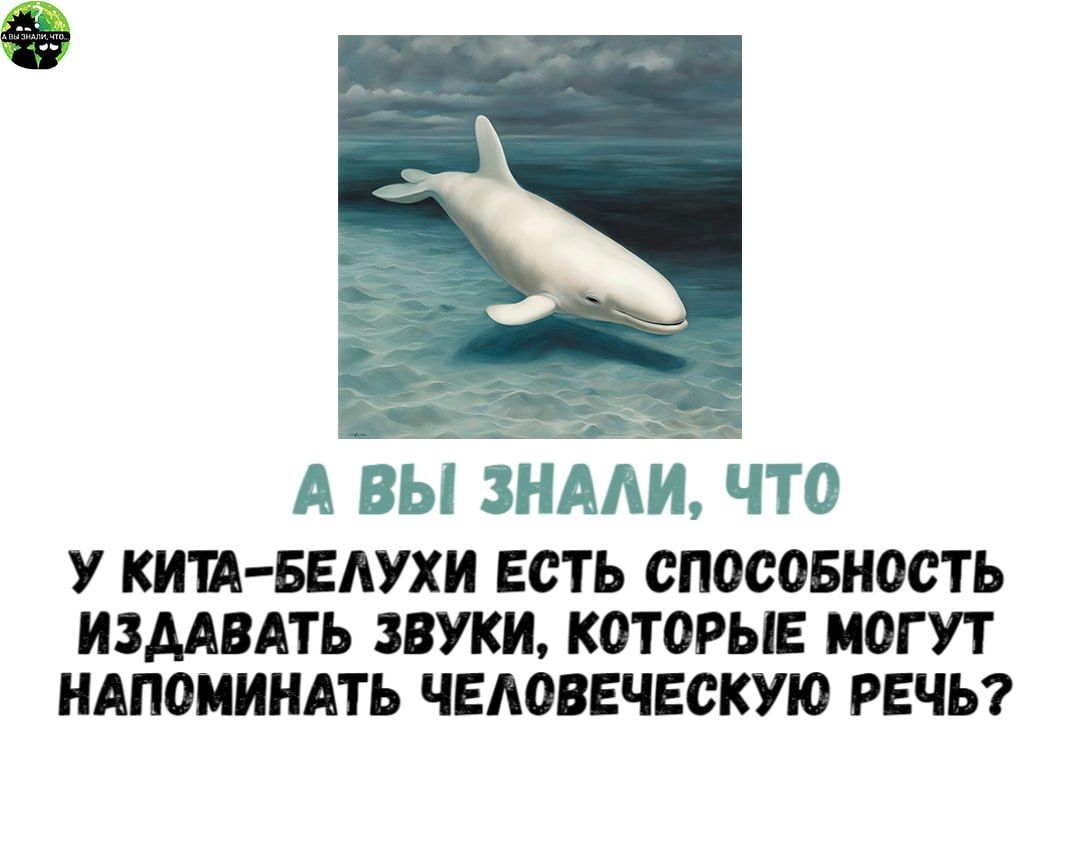 А ВЫ ЗНАЛИ ЧТО У КИТА БЕЛУХИ ЕСТЬ СПОСОБНОСТЬ ИЗДАВАТЬ ЗВУКИ КОТОРЫЕ МОГУТ НАПОМИНАТЬ ЧЕЛОВЕЧЕСКУЮ РЕЧЬ