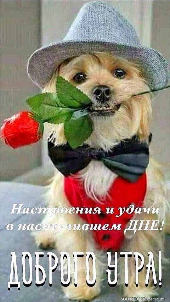 Настроения и удачи в наступившем ДНЕ! ДОБРОГО УТРА!