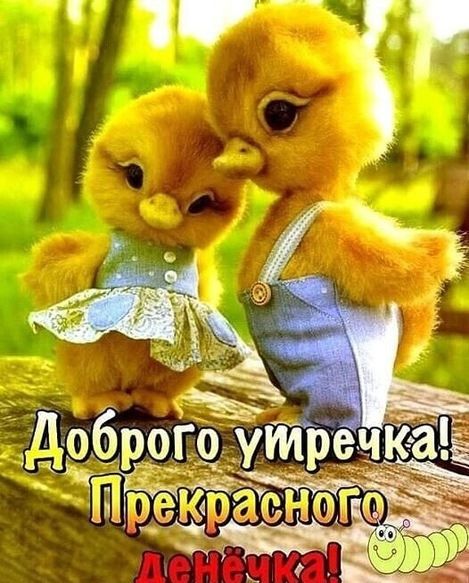 Доброе утречка! Прекрасного денёчка!