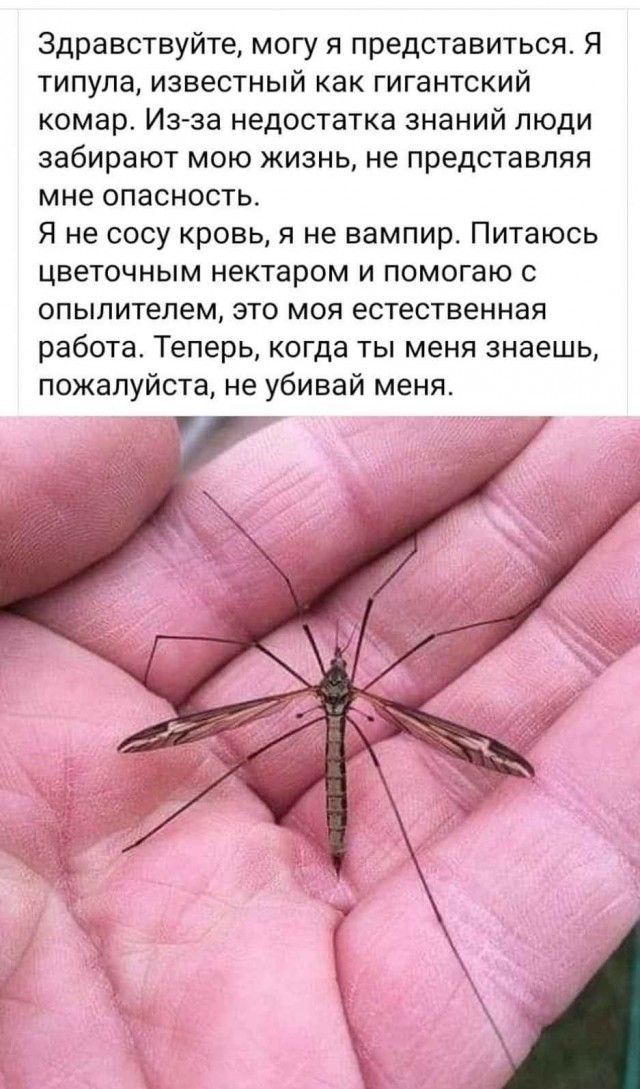 Здравствуйте, могу я представиться. Я типа, известный как гигантский комар. Из-за недостатка знаний люди забирают мою жизнь, не представляя мне опасность. Я не сосу кровь, я не вампир. Питаюсь цветочным нектаром и помогаю с опылителем, это моя естественная работа. Теперь, когда ты меня знаешь, пожалуйста, не убивай меня.