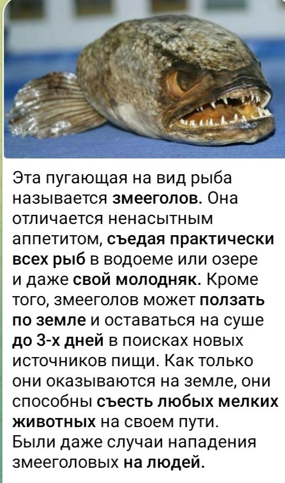 Эта пугающая на вид рыба называется змееголов. Она отличается ненасытным аппетитом, съедая практически всех рыб в водоеме или озере и даже свой молодняк. Кроме того, змееголов может ползать по земле и оставаться на суше до 3-х дней в поисках новых источников пищи. Как только они оказываются на земле, они способны съесть любых мелких животных на своем пути. Были даже случаи нападения змееголовов на людей.