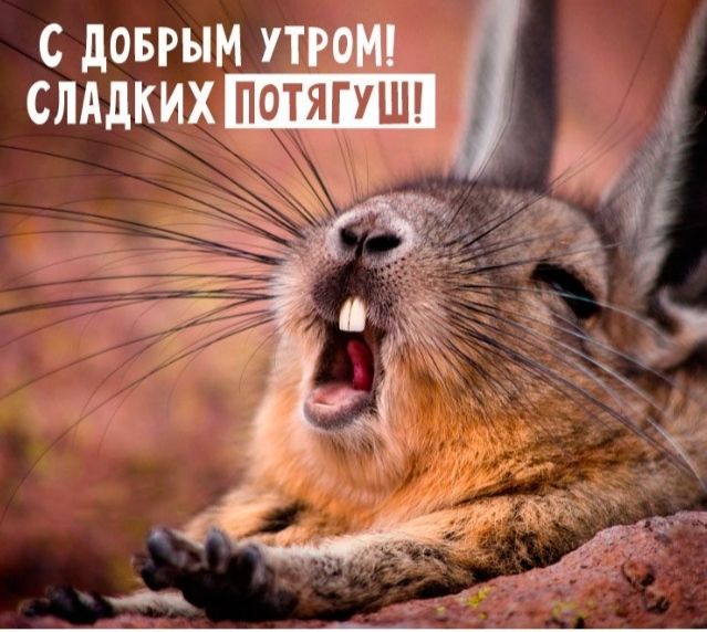 С ДОБРЫМ УТРОМ! СЛАДКИХ ПОТЯГУШ!