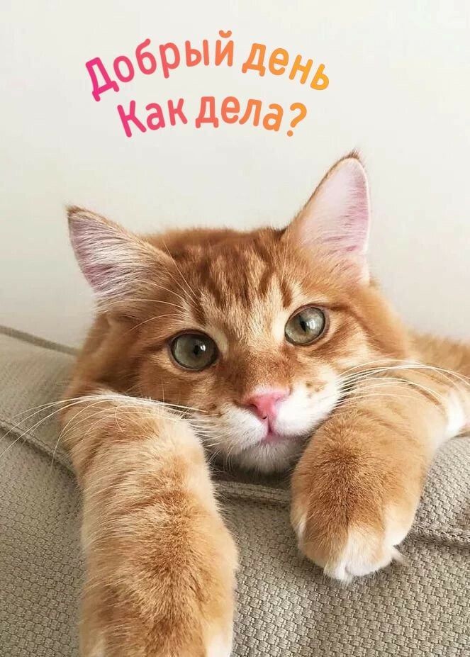 Добрый день! Как дела?