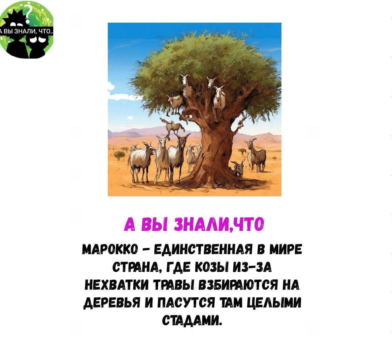 А ВЫ ЗНАЛИ, ЧТО МАРОККО – ЕДИНСТВЕННАЯ В МИРЕ СТРАНА, ГДЕ КОЗЫ ИЗ-ЗА НEHВАТКИ ТРАВЫ ВЗБИРАЮТСЯ НА ДЕРЕВЬЯ И ПАСТУТ С ТАМ ЦЕЛЫМИ СТАДАМИ.