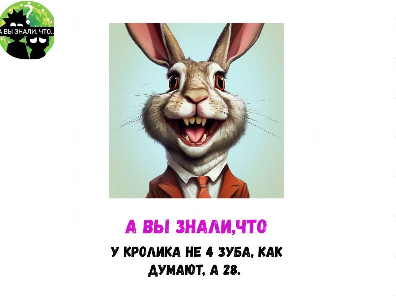 А ВЫ ЗНАЛИ, ЧТО У КРОЛИКА НЕ 4 ЗУБА, КАК ДУМАЮТ, А 28.