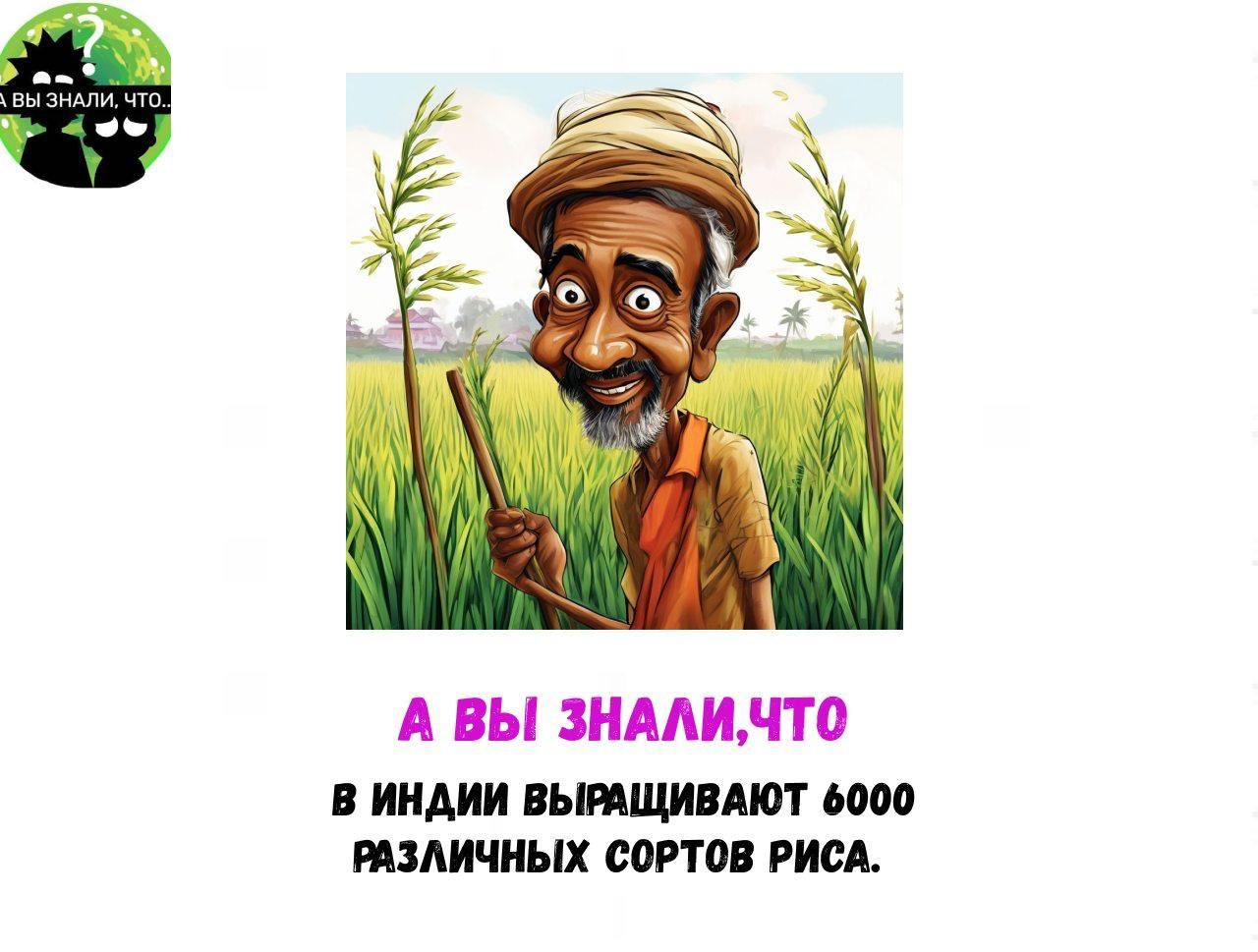 А ВЫ ЗНАЛИ, ЧТО В ИНДИИ ВЫРАЩИВАЮТ 6000 РАЗЛИЧНЫХ СОРТОВ РИСА.