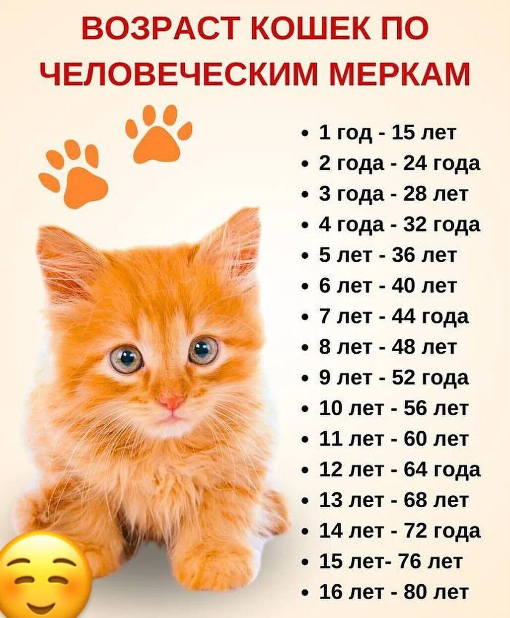 ВОЗРАСТ КОШЕК ПО ЧЕЛОВЕЧЕСКИМ МЕРКАМ
1 год - 15 лет
2 года - 24 года
3 года - 28 лет
4 года - 32 года
5 лет - 36 лет
6 лет - 40 лет
7 лет - 44 года
8 лет - 48 лет
9 лет - 52 года
10 лет - 56 лет
11 лет - 60 лет
12 лет - 64 года
13 лет - 68 лет
14 лет - 72 года
15 лет - 76 лет
16 лет - 80 лет