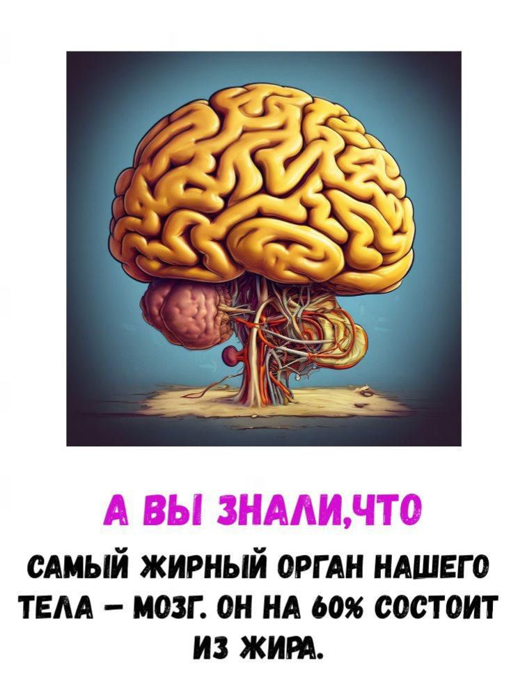 А ВЫ ЗНАЛИ,ЧТО САМЫЙ ЖИРНЫЙ ОРГАН НАШЕГО ТЕЛА - МОЗГ. ОН НА 60% СОСТОИТ ИЗ ЖИРА.