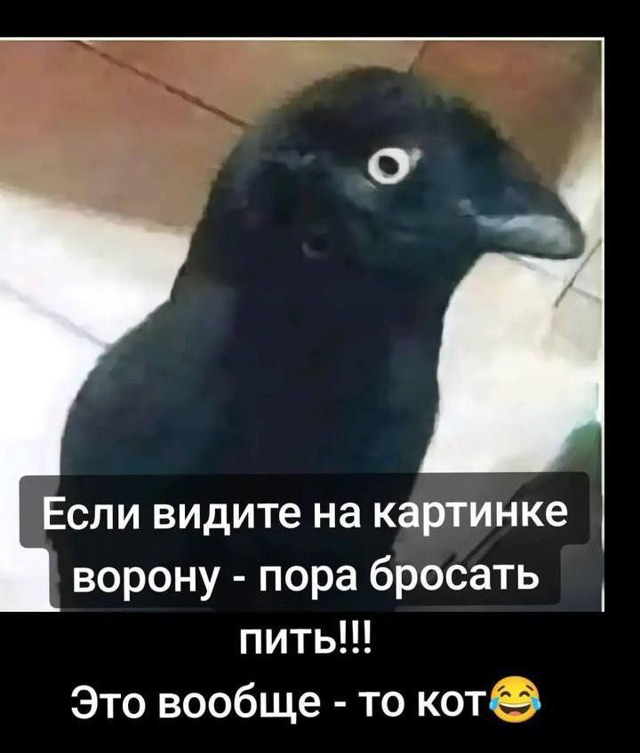 Если видите на картинке ворону - пора бросать пить!!! Это вообще - то кот😂