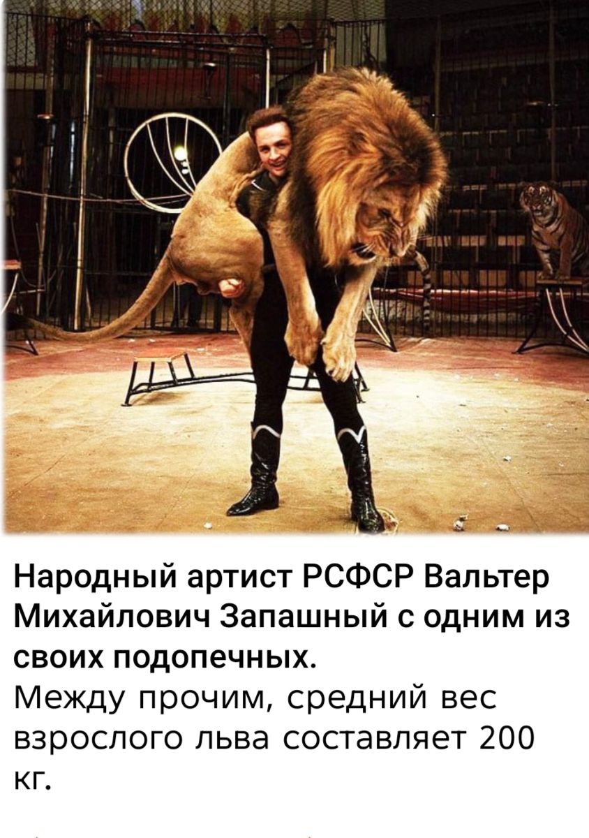 Народный артист РСФСР Валтер Михайлович Запашный с одним из своих подопечных. Между прочим, средний вес взрослого льва составляет 200 кг.